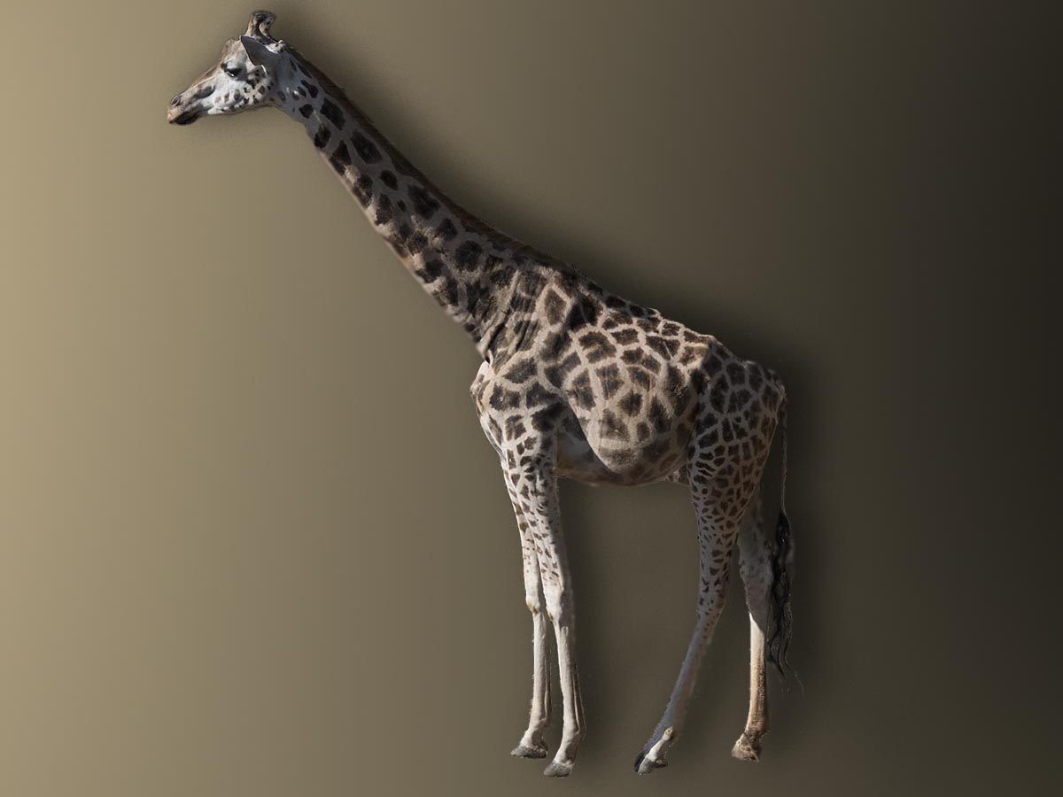 Giraffa camelopardalis